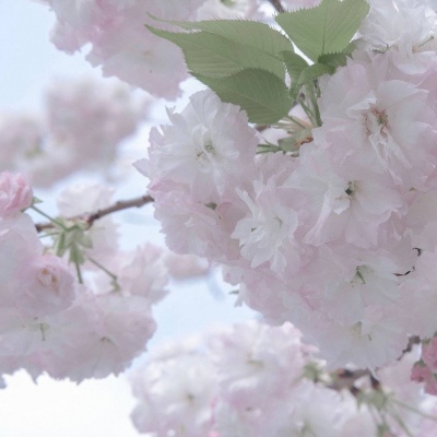 肥东福瑞交流群